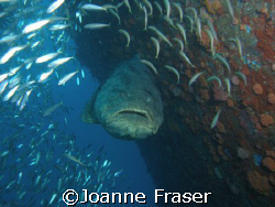 GOLIATH GROUPER ON WRECK
DELRAY BEACH FL by Joanne Fraser 